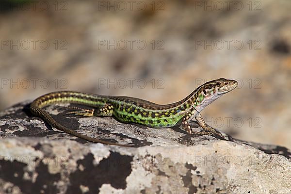 Tyrrhenian wall lizard