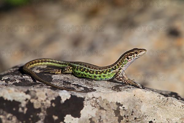 Tyrrhenian wall lizard