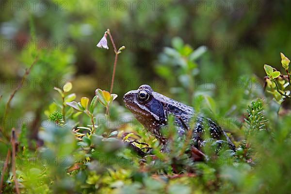 Moor frog