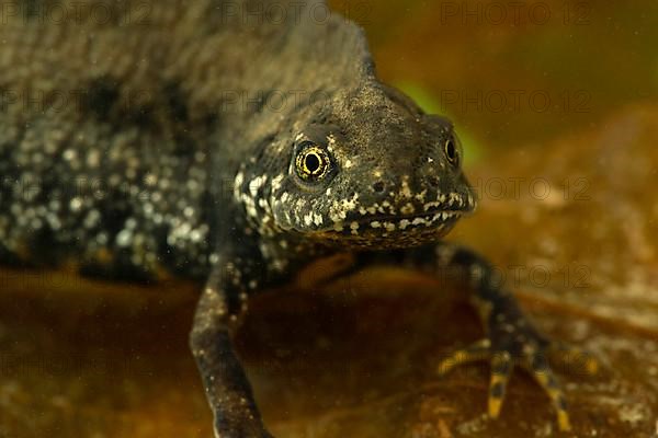 Northern crested newt