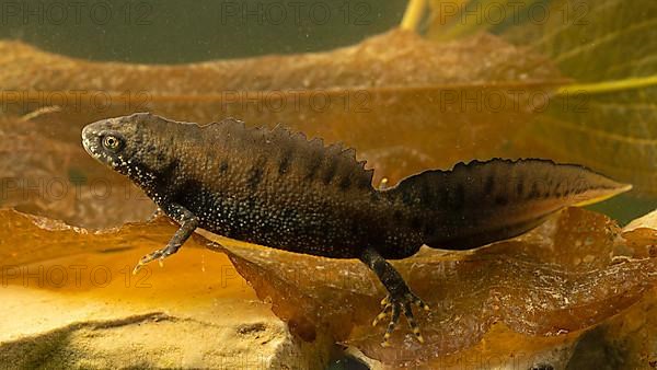 Northern crested newt