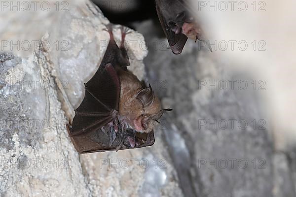 Lesser horseshoe bat