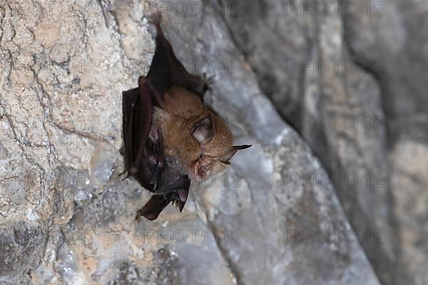 Lesser horseshoe bat