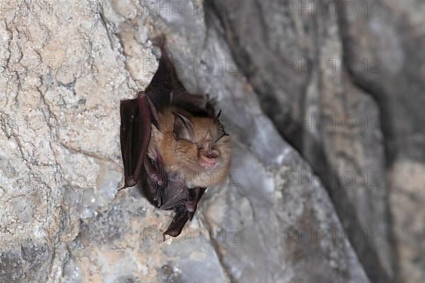 Lesser horseshoe bat