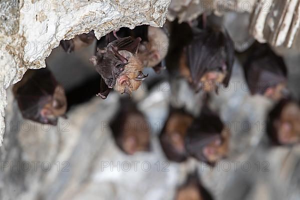 Lesser horseshoe bat