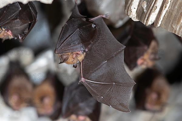 Lesser horseshoe bat