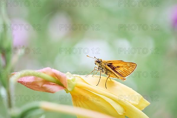 Large skipper