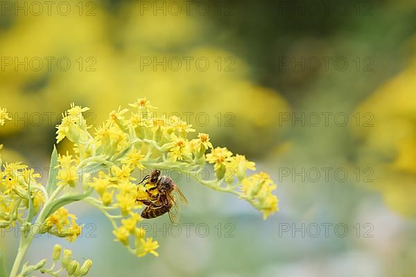 European honey bee