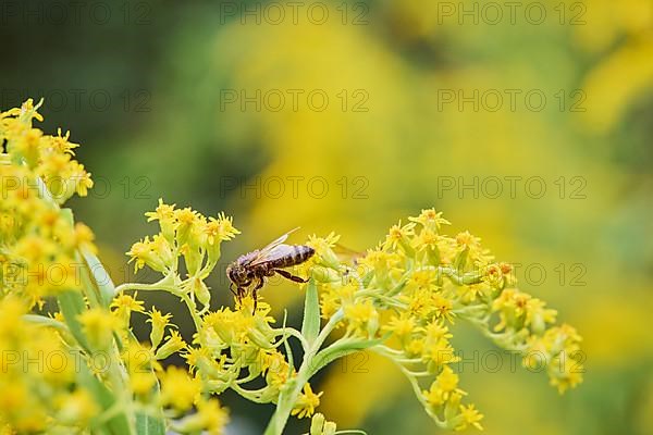 European honey bee