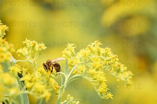 European honey bee