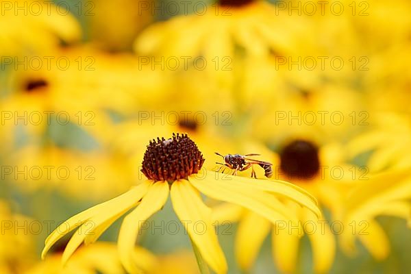 Stalked thick-headed fly