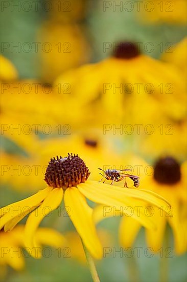 Stalked thick-headed fly