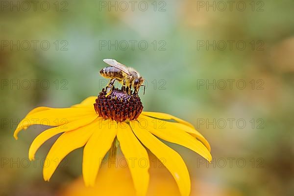 European honey bee