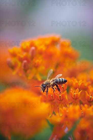 European honey bee