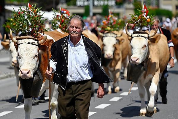 Parade of decorated dairy cows