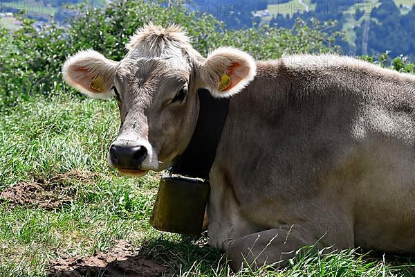 Dairy cow Brown cattle