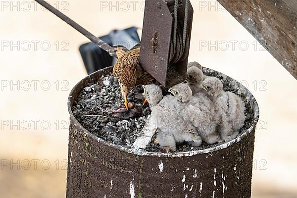 Common kestrel