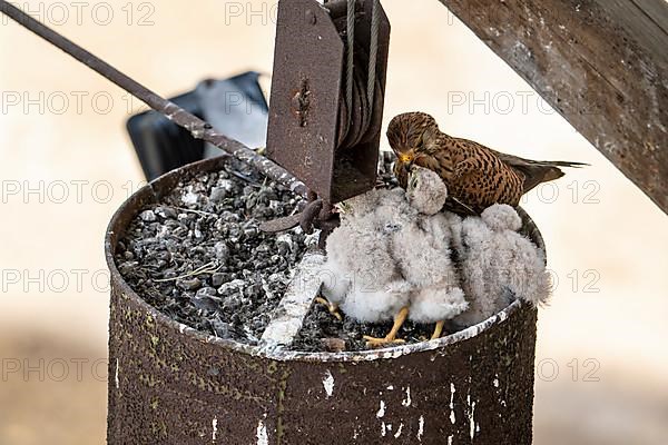 Common kestrel