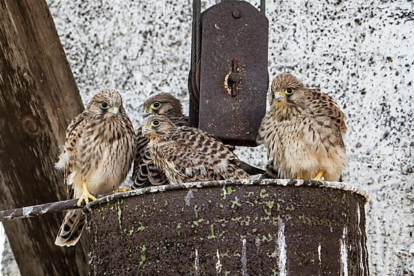 Common kestrel