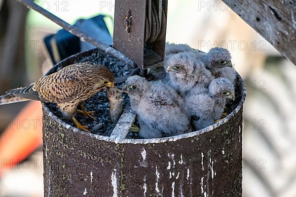 Common kestrel