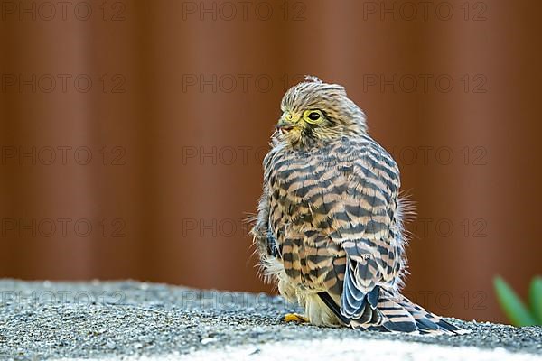 Common kestrel