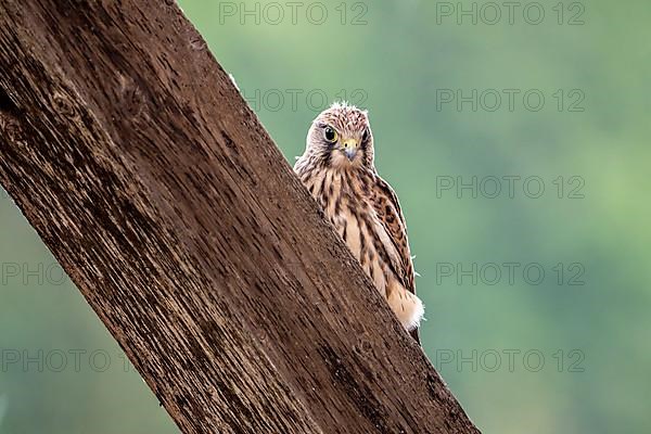 Common kestrel