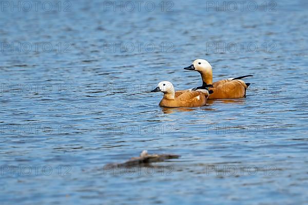 Ruddy shelducks