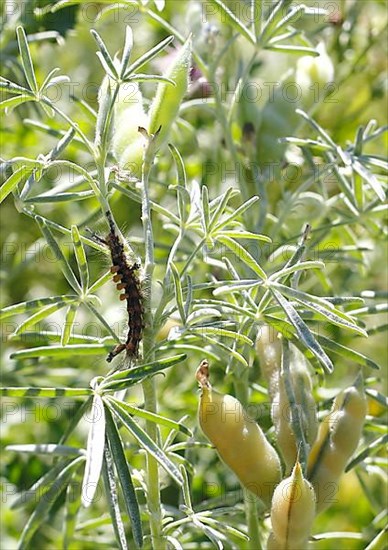 Rusty tussock moth