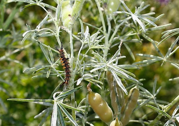 Rusty tussock moth