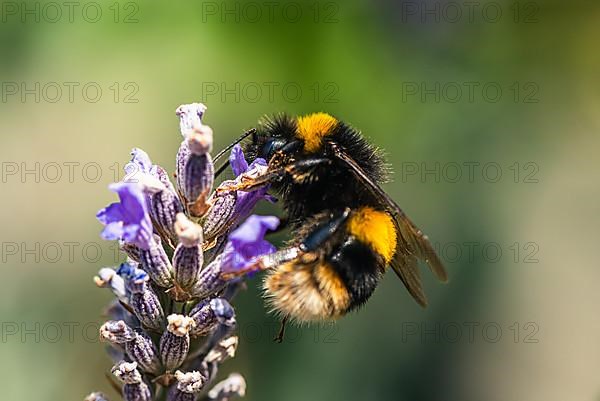 Buff-tailed Bumblebee