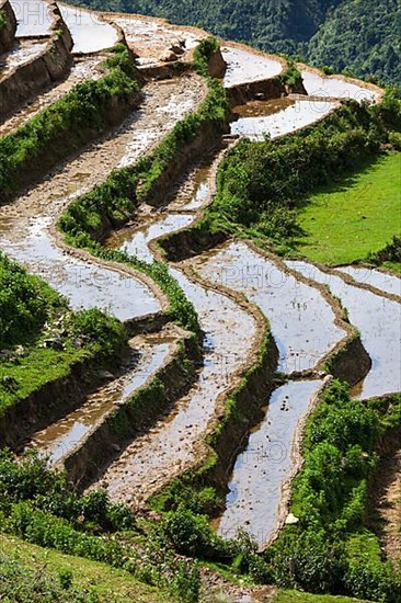 Rice field terraces