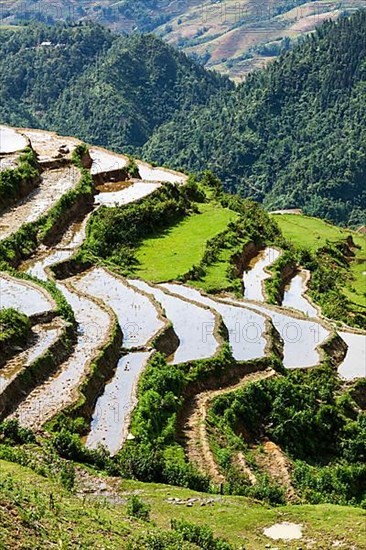 Rice field terraces