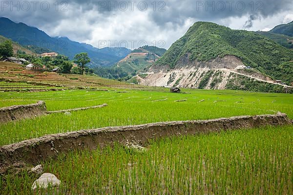 Rice field terraces