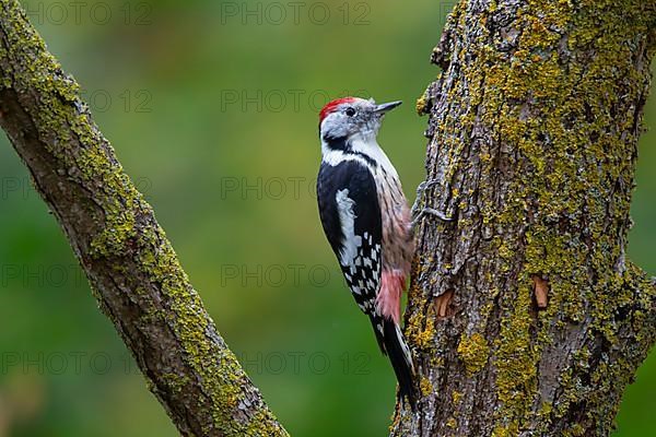 Middle Spotted Woodpecker