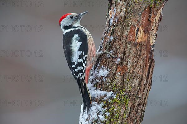 Middle Spotted Woodpecker