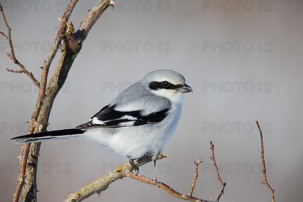 Great Grey Shrike