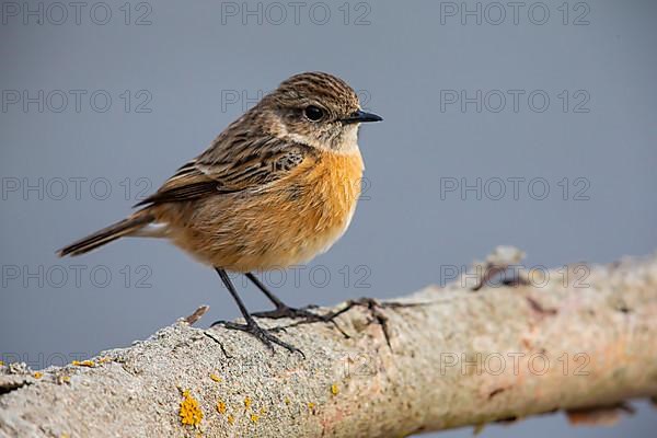 African stonechat