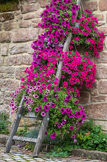 Old wooden ladder decorated with petunias