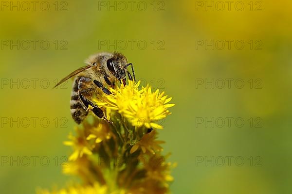 European honey bee