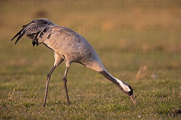 Common crane