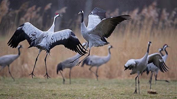 Common crane