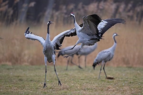 Common crane