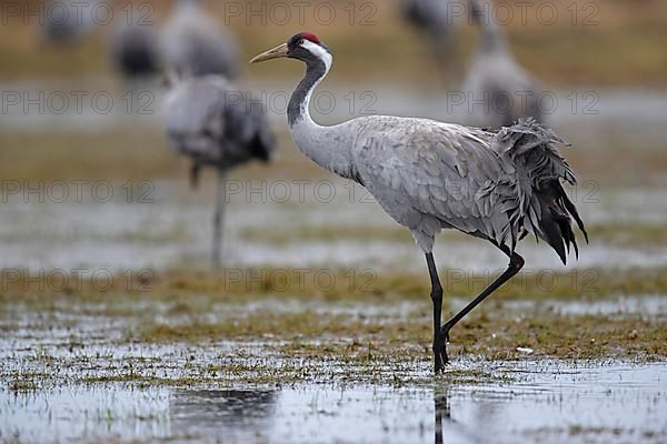 Common crane