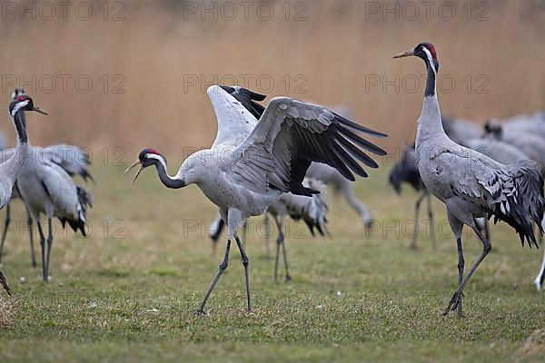 Common crane