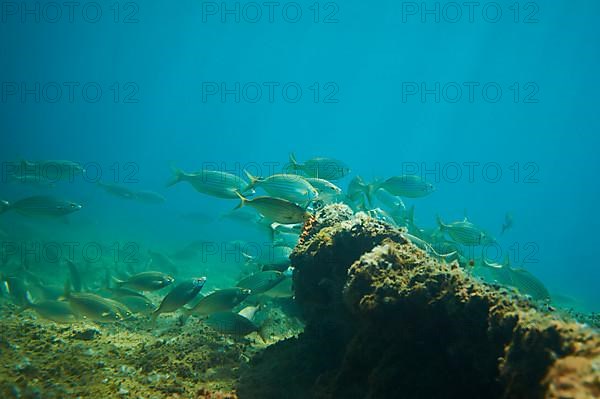 Salema porgy