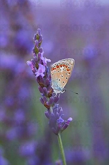 European common blue