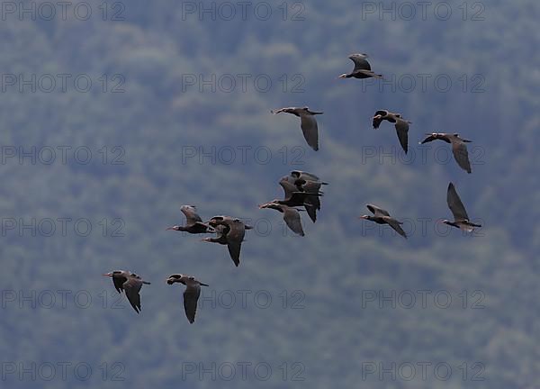 A flock of Steller's Northern Bald Ibis