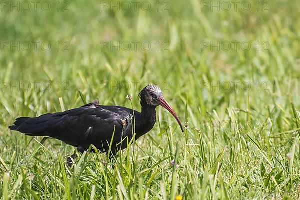 Rare northern bald ibis