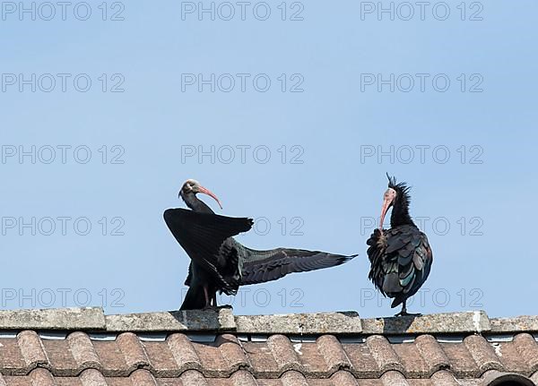 Rare northern bald ibis