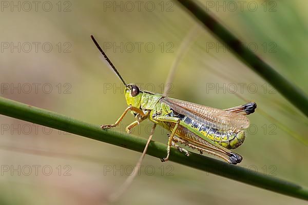 Marsh grasshopper